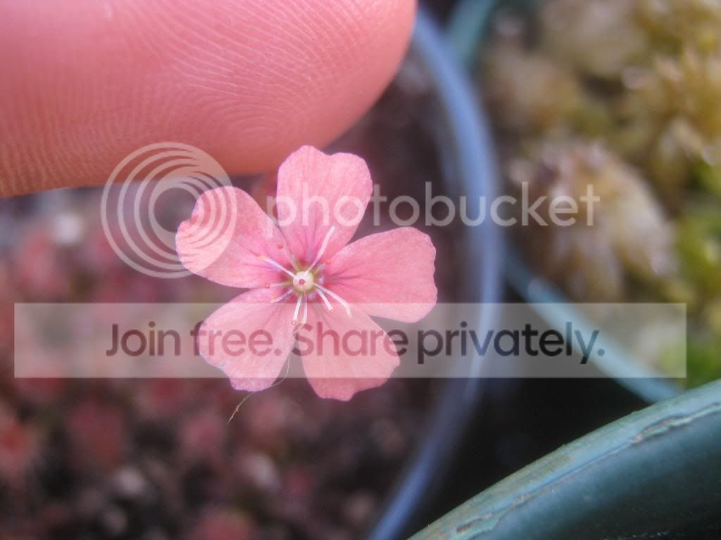 IMG_5236_zpsfa32cbb9.jpg