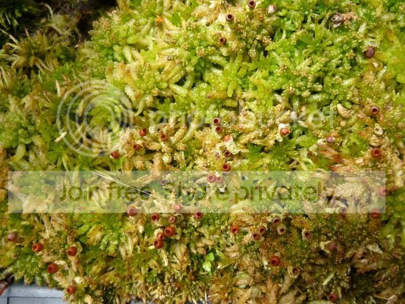 Sphagnum_sporophytes1.jpg