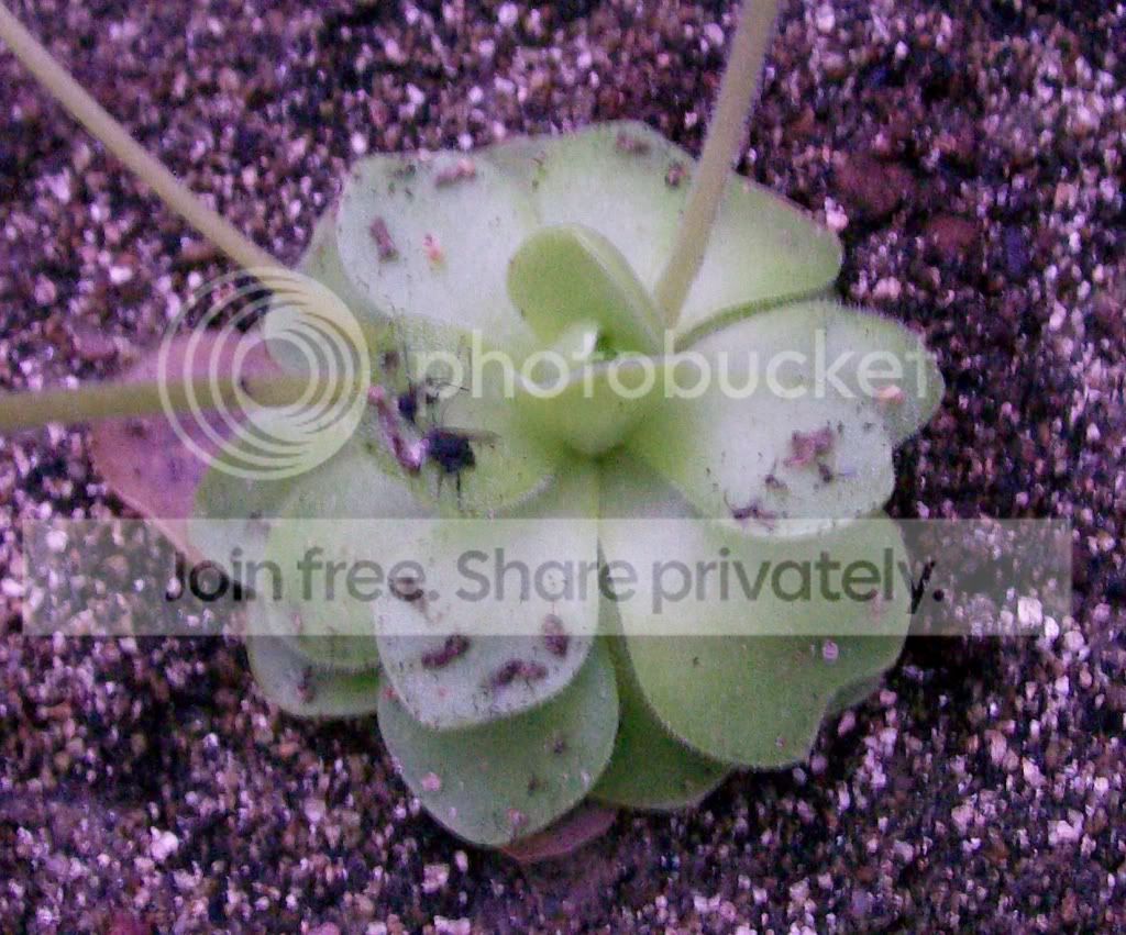 CarnivorousPlants032.jpg