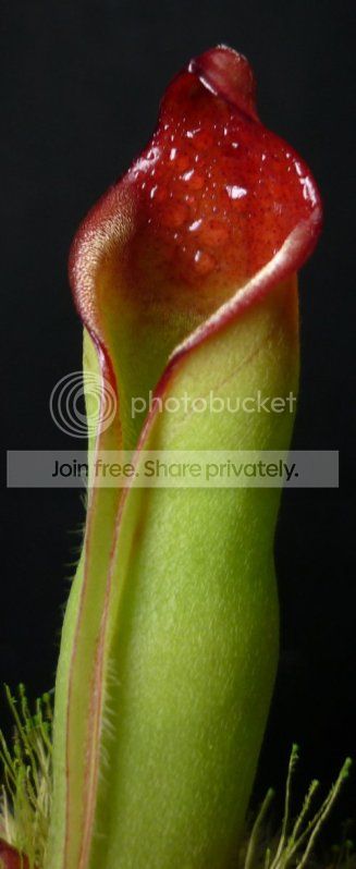 Hsarracenioidespitcherfront121711RS.jpg