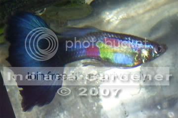 guppy-1.jpg