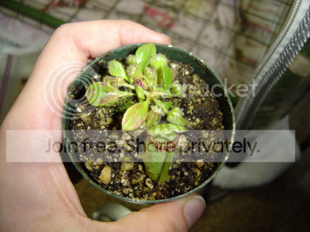 seedgrowncephalotus004.jpg
