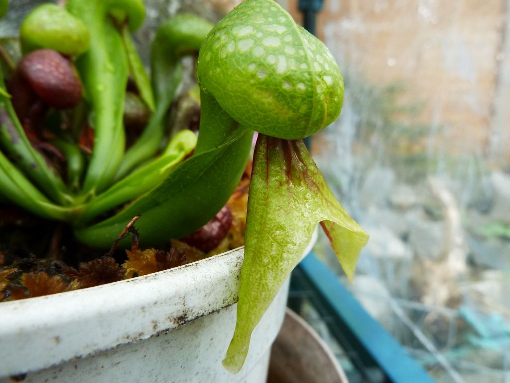 flowerstalkvft12102012019.jpg