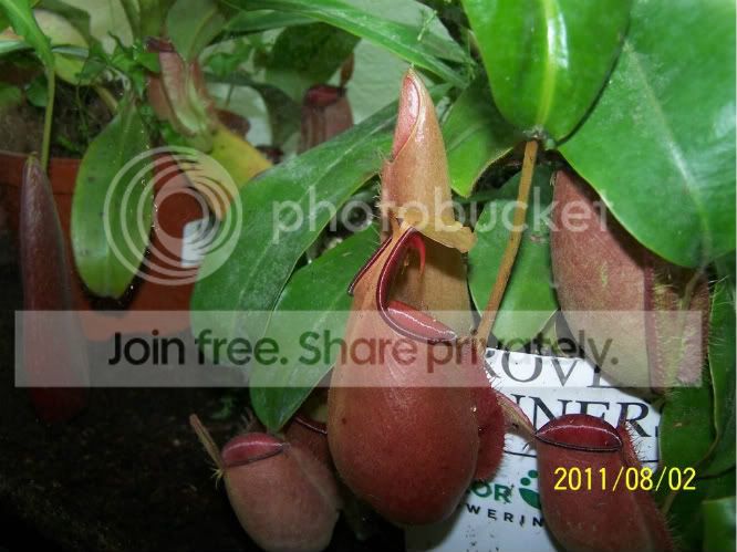 100_4975.jpg