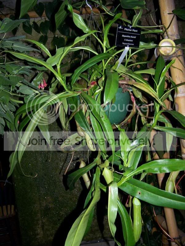 plant1.jpg