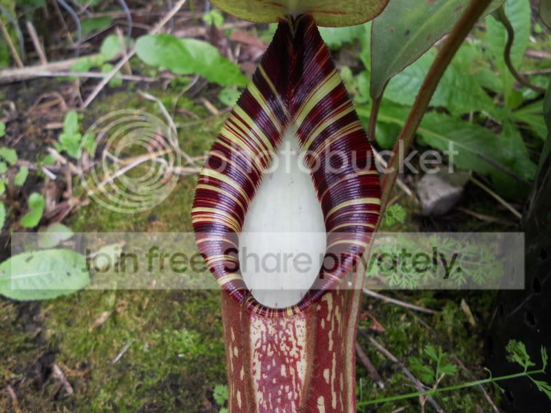Nspectabilis02_9-1-11.jpg