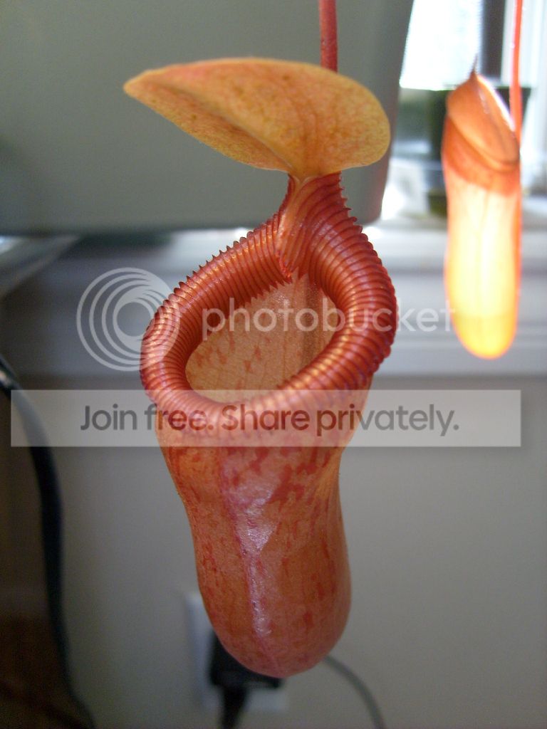 S6301196.jpg