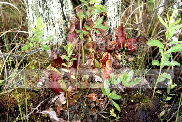 Pine-Barrens-09-158.jpg