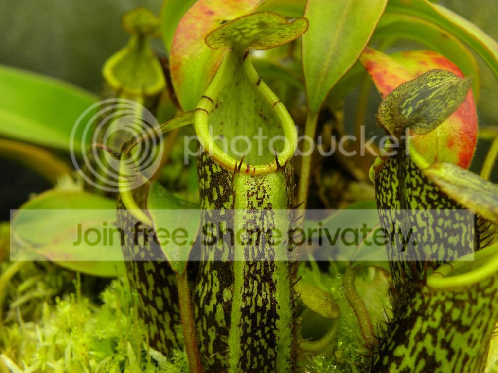 009_zps0f829179.jpg