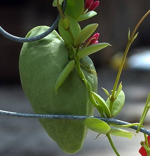 D.pectenoides.jpg