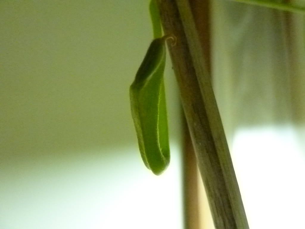 plantsjan142012028.jpg
