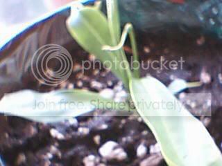 Picture067.jpg