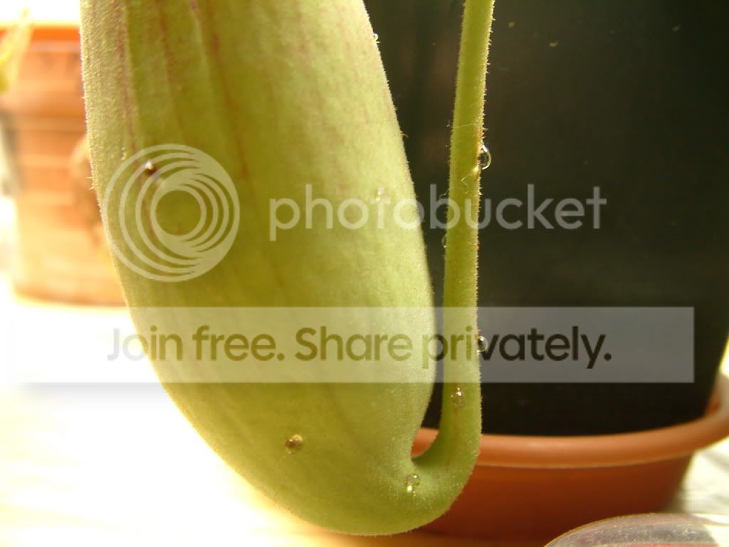 Plants009.jpg
