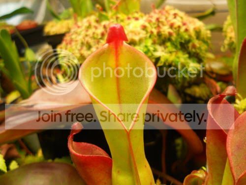 Hnutans_1-24-12.jpg