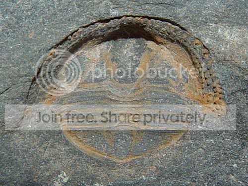 cryptolithus.jpg