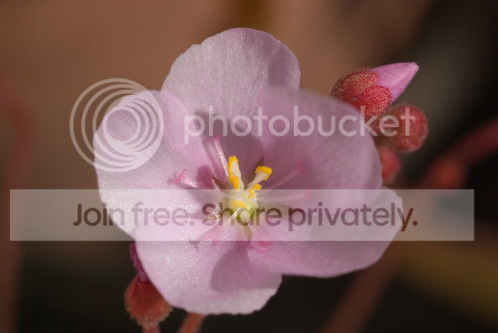 IMGP1060_zpsvwo6l5aj.jpg