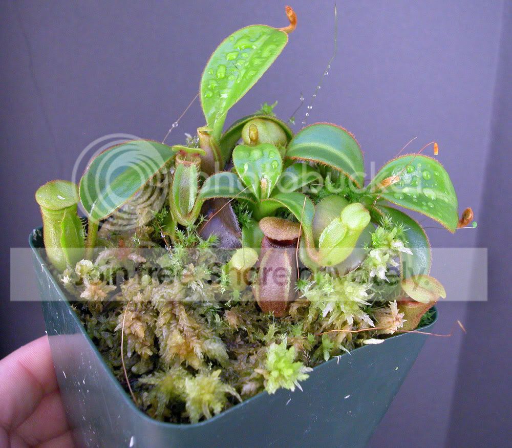 NMACROPHYLLA.jpg