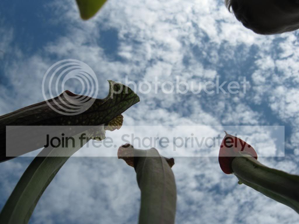 IMG_0020-1_zpse610be26.jpg