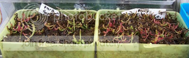 purpseedlings.jpg