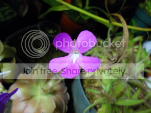 Pmoranensis_11-11-11.jpg