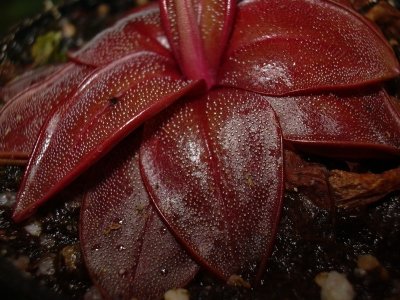 Pinguicula_planifolia_281.jpg