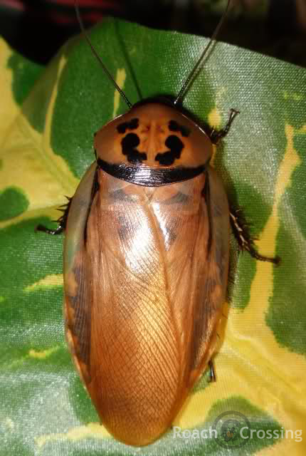edistantimainimageC.jpg