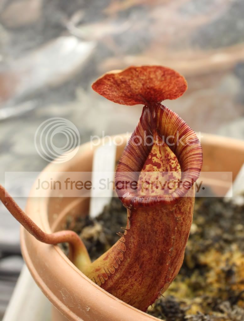 RedDragon.jpg