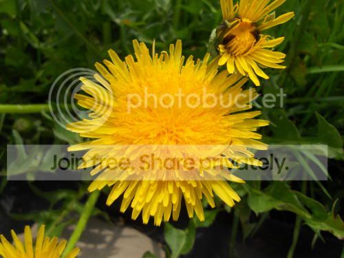 dandilion_5-12-11.jpg