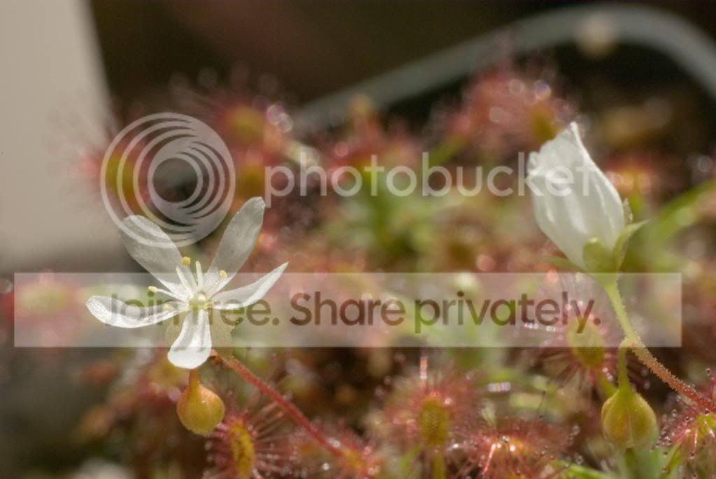 IMGP7115_zpsbb7b3cc8.jpg