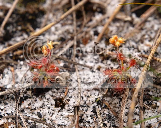 Drosera_roseana_plants.jpg