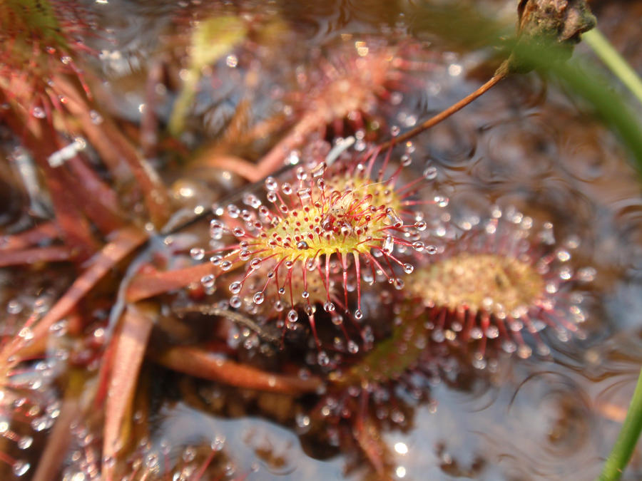 d__anglica_by_gemstatecarnivore-d5buaq5.jpg