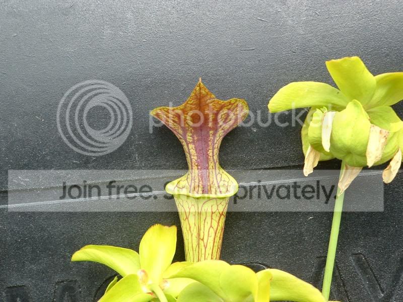 O3pic1.jpg