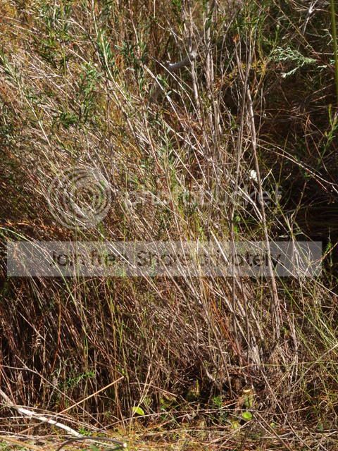 site4_growing_conditions.jpg