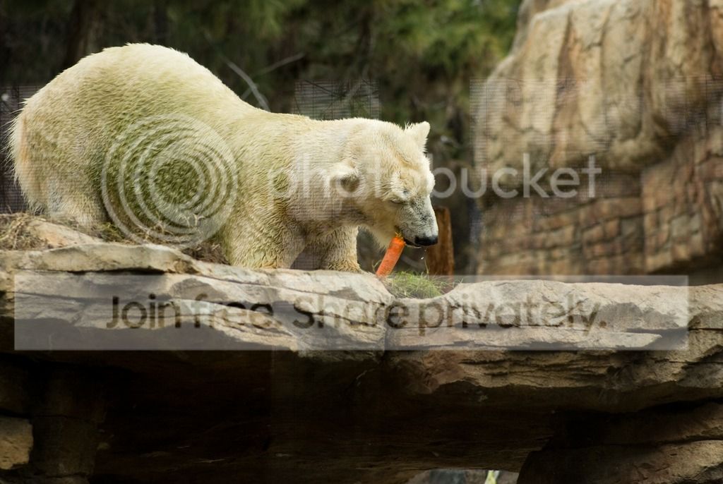 IMGP3505_zpsbfzyzurr.jpg