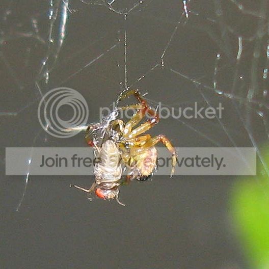 IMG_2714-tiny-spider-tackles-fruit-fly.jpg
