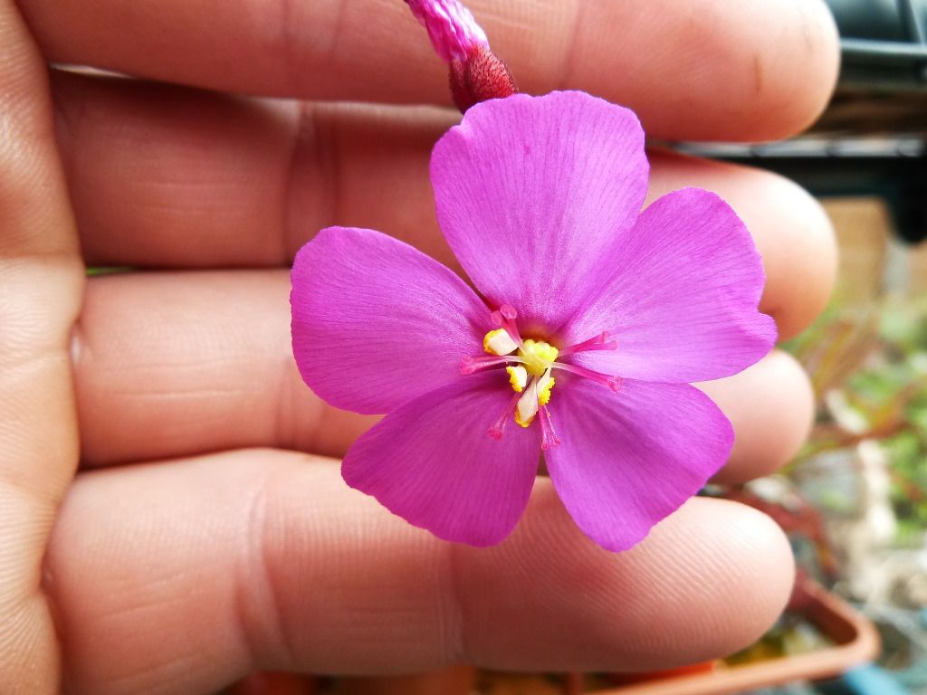 plants10032012067.jpg