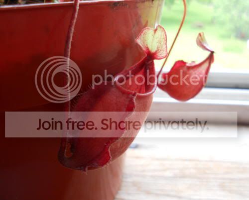 Nviking_5-29-11.jpg