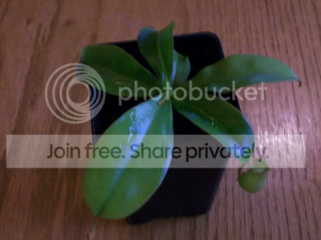 plants059.jpg