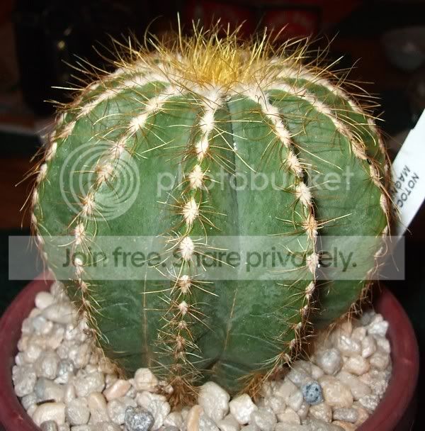 Newcacti004.jpg