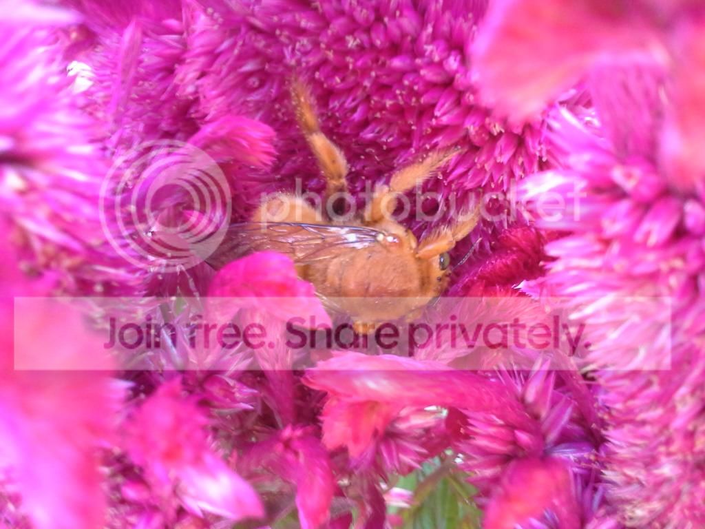 20140908_173532_zpse23080f0.jpg