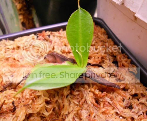 Nnorthiana_5-17-11.jpg