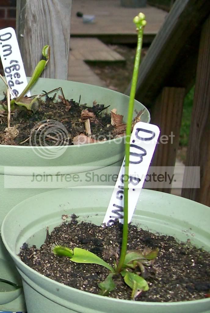 CarnivorousPlants006-Copy.jpg