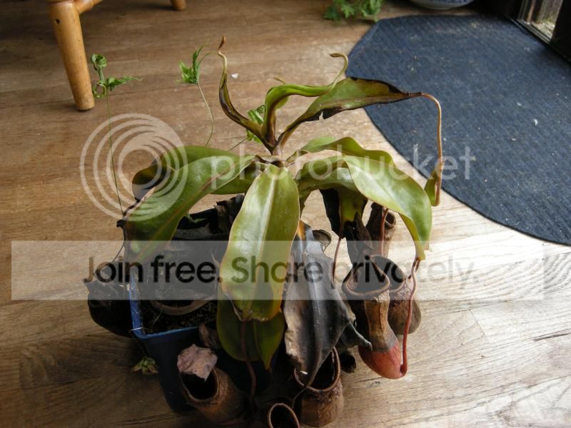 DSCN7608.jpg