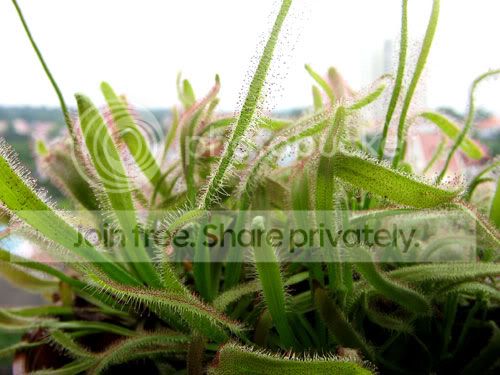 JSundew2.jpg