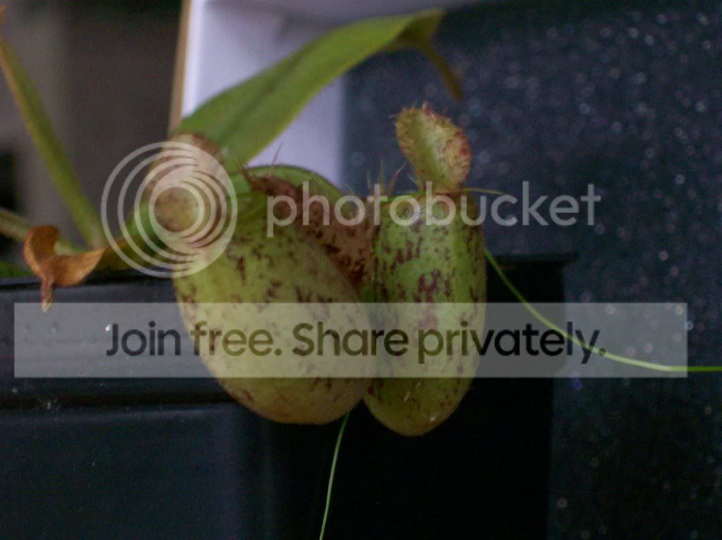 plants042.jpg
