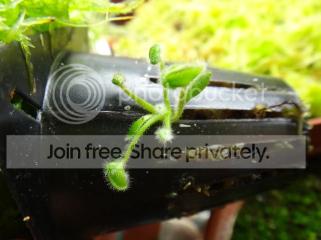 cephalotus_hydroponics_Nov_offshoot.jpg