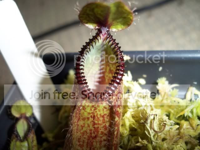 macrophylla005-3.jpg