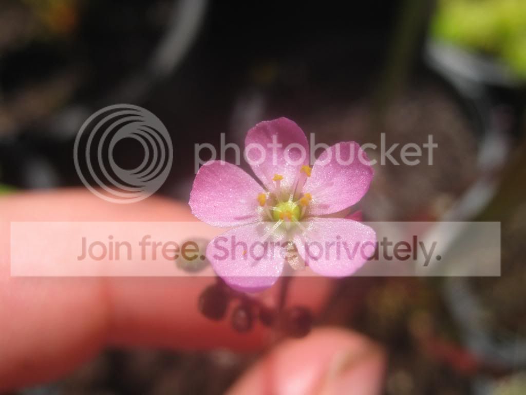 IMG_5227_zps4c84d5da.jpg