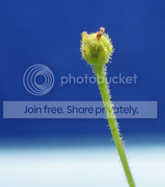 IMG_1419-P-lilacina-seedpod.jpg