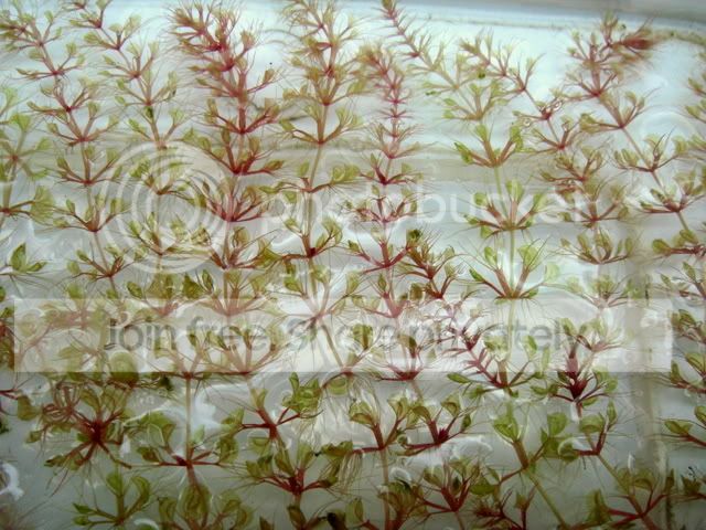 aldrovanda_australian_red.jpg